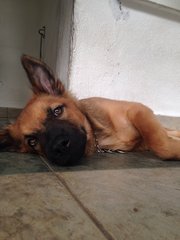 Capt. Manja - German Shepherd Dog Mix Dog