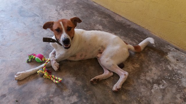 Aboi - Mixed Breed Dog