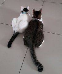 Kkaru &amp; Kimbap - Domestic Short Hair Cat