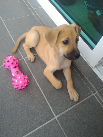 Polly - Mixed Breed Dog