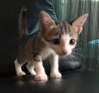 4 Female Kittens - Tabby Cat