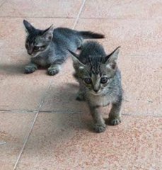 4 Female Kittens - Tabby Cat