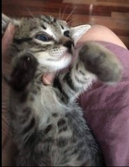 4 Female Kittens - Tabby Cat