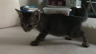 4 Female Kittens - Tabby Cat