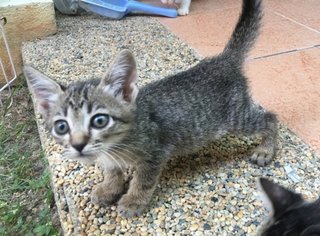 4 Female Kittens - Tabby Cat