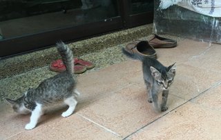 4 Female Kittens - Tabby Cat