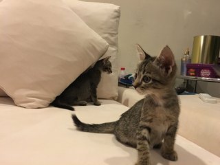 4 Female Kittens - Tabby Cat