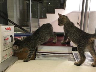 4 Female Kittens - Tabby Cat