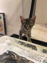 4 Female Kittens - Tabby Cat