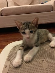 4 Female Kittens - Tabby Cat