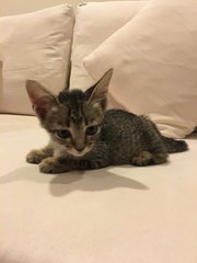 4 Female Kittens - Tabby Cat