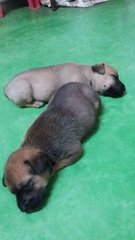 2 Puppies  - Mixed Breed Dog