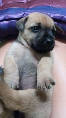 2 Puppies  - Mixed Breed Dog