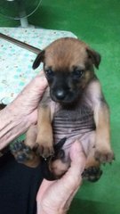 2 Puppies  - Mixed Breed Dog