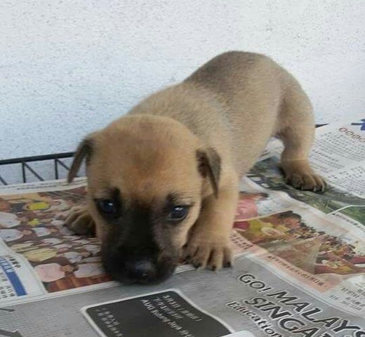 2 Puppies  - Mixed Breed Dog