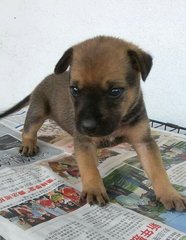 2 Puppies  - Mixed Breed Dog