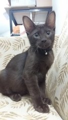 Brown Kitten - Domestic Short Hair Cat