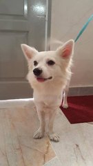 Abandoned Poor Doggie Needs A Home - Spitz Mix Dog