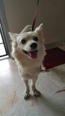 Abandoned Poor Doggie Needs A Home - Spitz Mix Dog