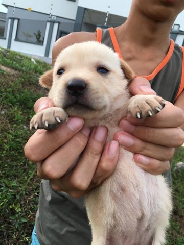 5 Puppies For Adoption  - Mixed Breed Dog