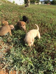 5 Puppies For Adoption  - Mixed Breed Dog