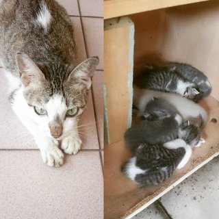 Mother cat and her litter of kittens