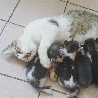 The mother cat and her kittens at 2 weeks