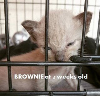 Adopted: Cute little brown coloured kitten. Only 1 is brown in colour out of the 5 kittens!