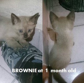 Adopted: Brownie at 1 month old (8 March 2016)