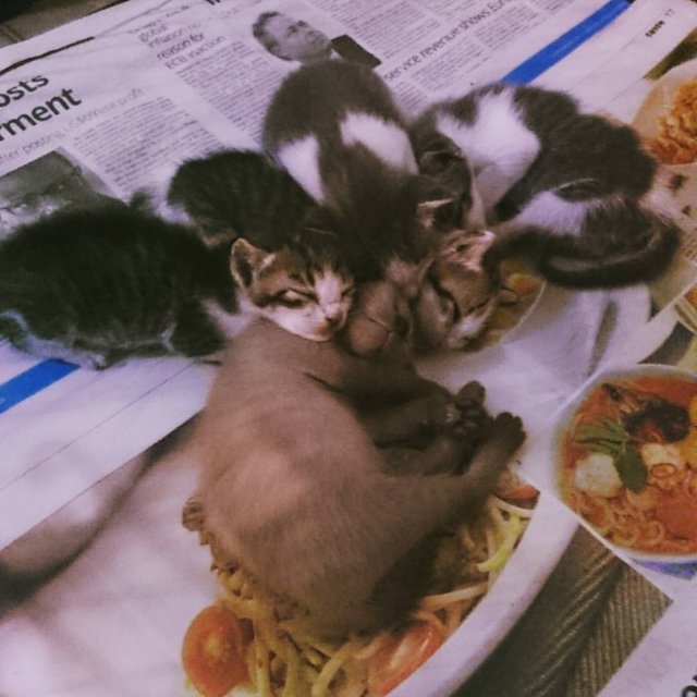 5 Homeless Kittens - Domestic Short Hair Cat