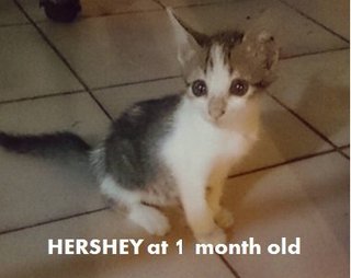 Hershey is growing quite well :)