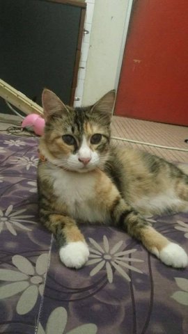 Gugurl~ - Domestic Medium Hair Cat