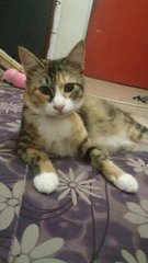 Gugurl~ - Domestic Medium Hair Cat