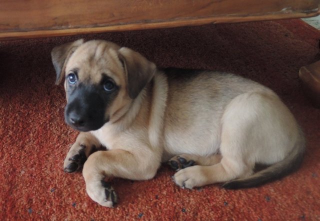 Taffy And Nutmeg - Mixed Breed Dog