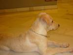 Adorable Abby Needs A Home  - Labrador Retriever + Golden Retriever Dog