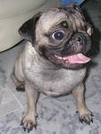 Baka - Pug Dog