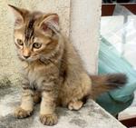 Female Kitten(Adopted) - Domestic Long Hair Cat