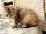 Female Kitten(Adopted) - Domestic Long Hair Cat