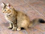 Female Kitten(Adopted) - Domestic Long Hair Cat