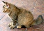 Female Kitten(Adopted) - Domestic Long Hair Cat