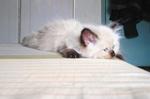 Gabby @ Fifi Shinosuki - Persian + Applehead Siamese Cat