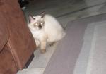 Gabby @ Fifi Shinosuki - Persian + Applehead Siamese Cat