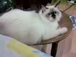 Gabby @ Fifi Shinosuki - Persian + Applehead Siamese Cat