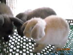 Baby Holland Lop - Holland Lop Rabbit