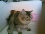 Chicco Angel - Domestic Long Hair Cat