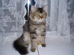 Chicco Angel - Domestic Long Hair Cat