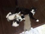 Lucy,star,shiro,buncit,jess,macy - Domestic Short Hair Cat