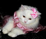 Princess snowy..