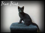 Blue Blink - Russian Blue + Domestic Short Hair Cat