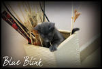 Blue Blink - Russian Blue + Domestic Short Hair Cat